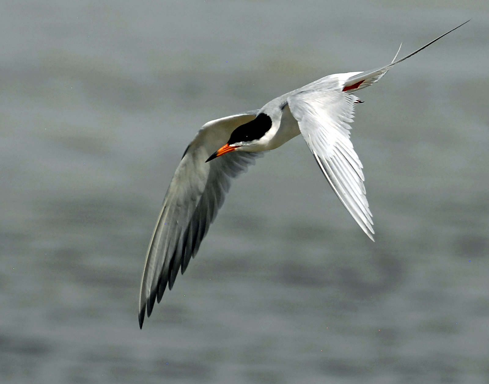 Terns, Forsters