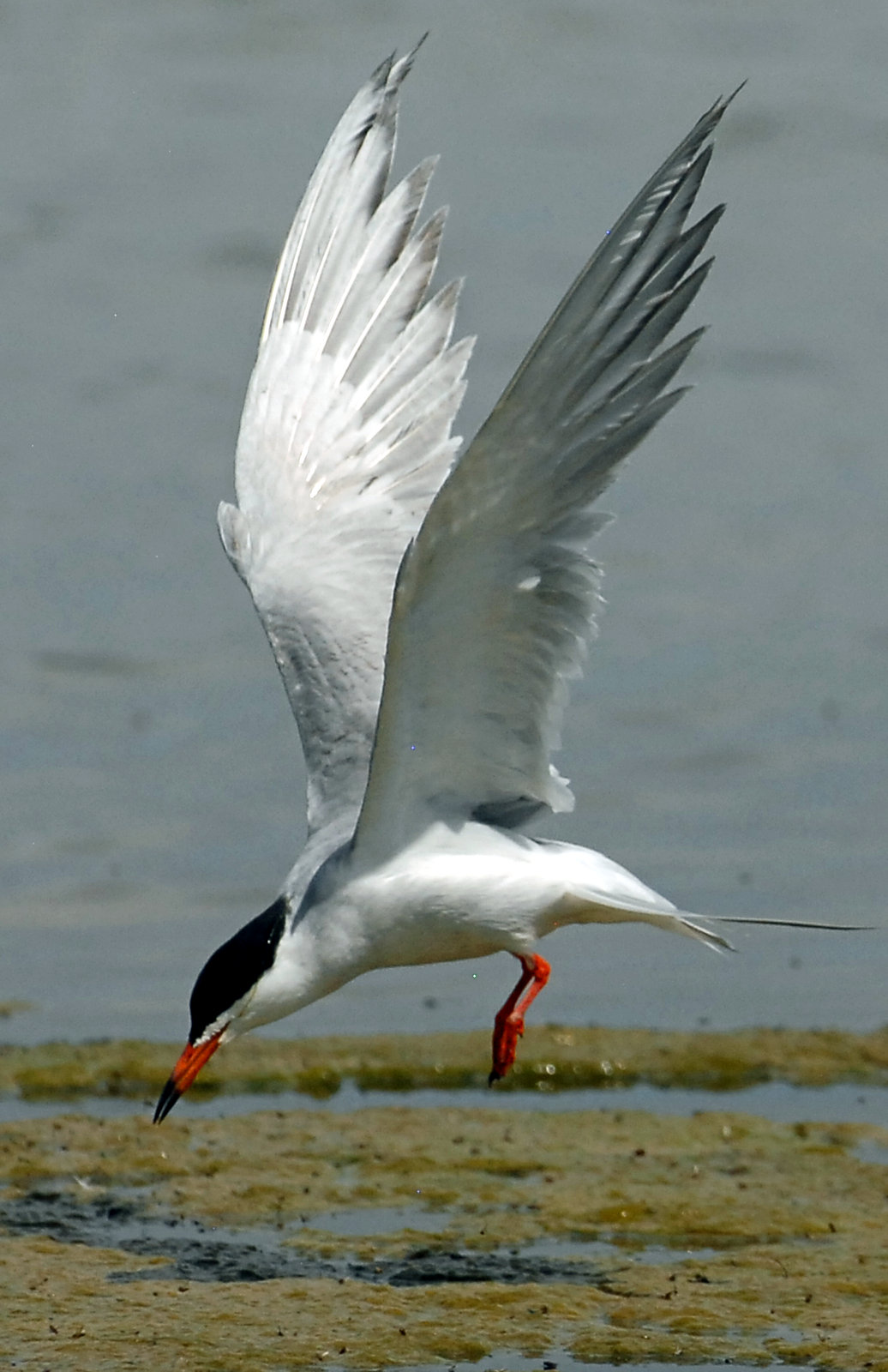 Terns, Forsters