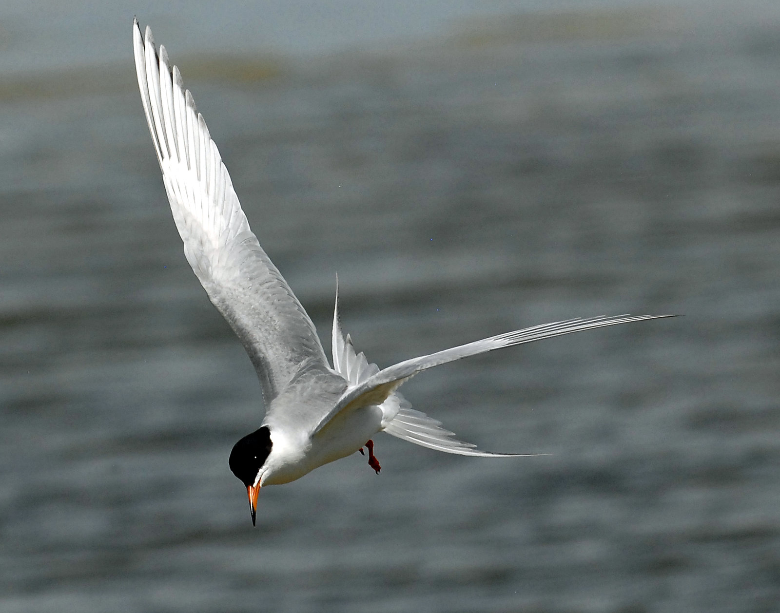 Terns, Forsters