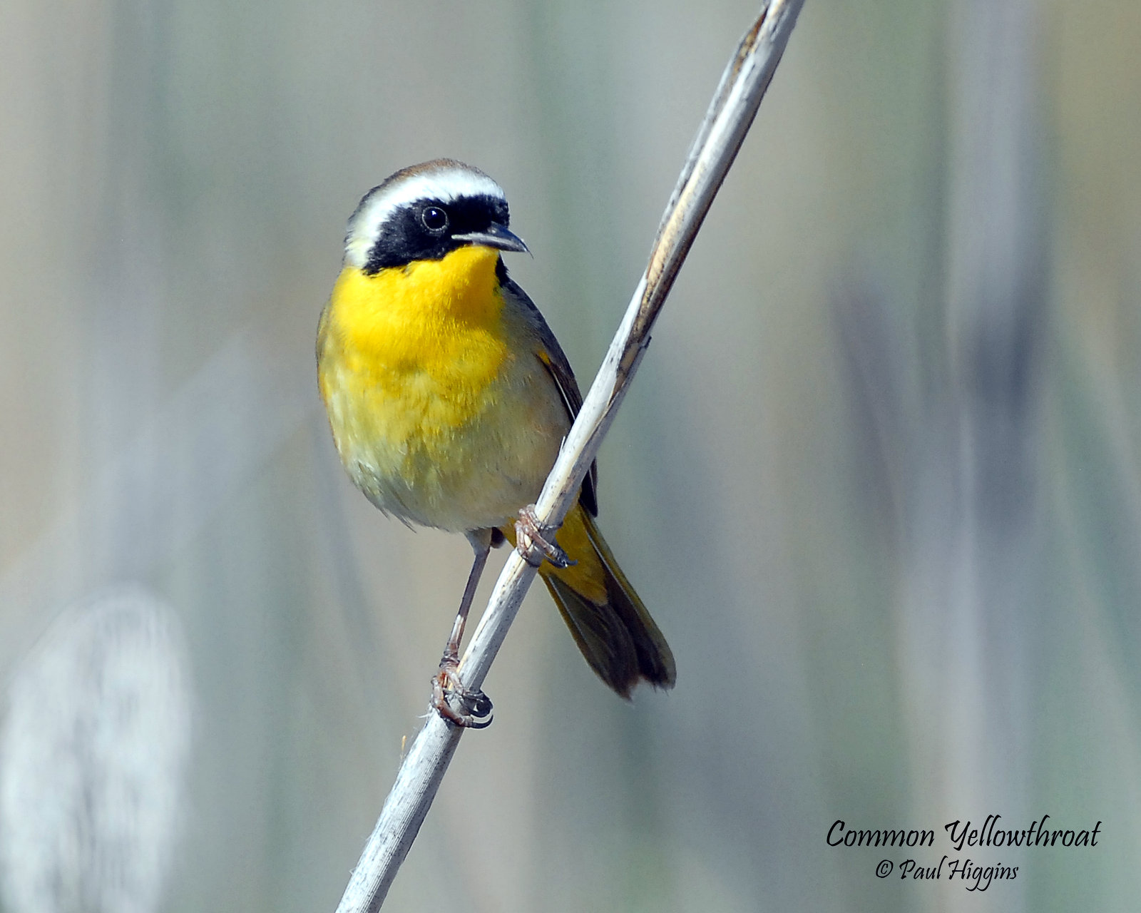 Yellowthroat, Common