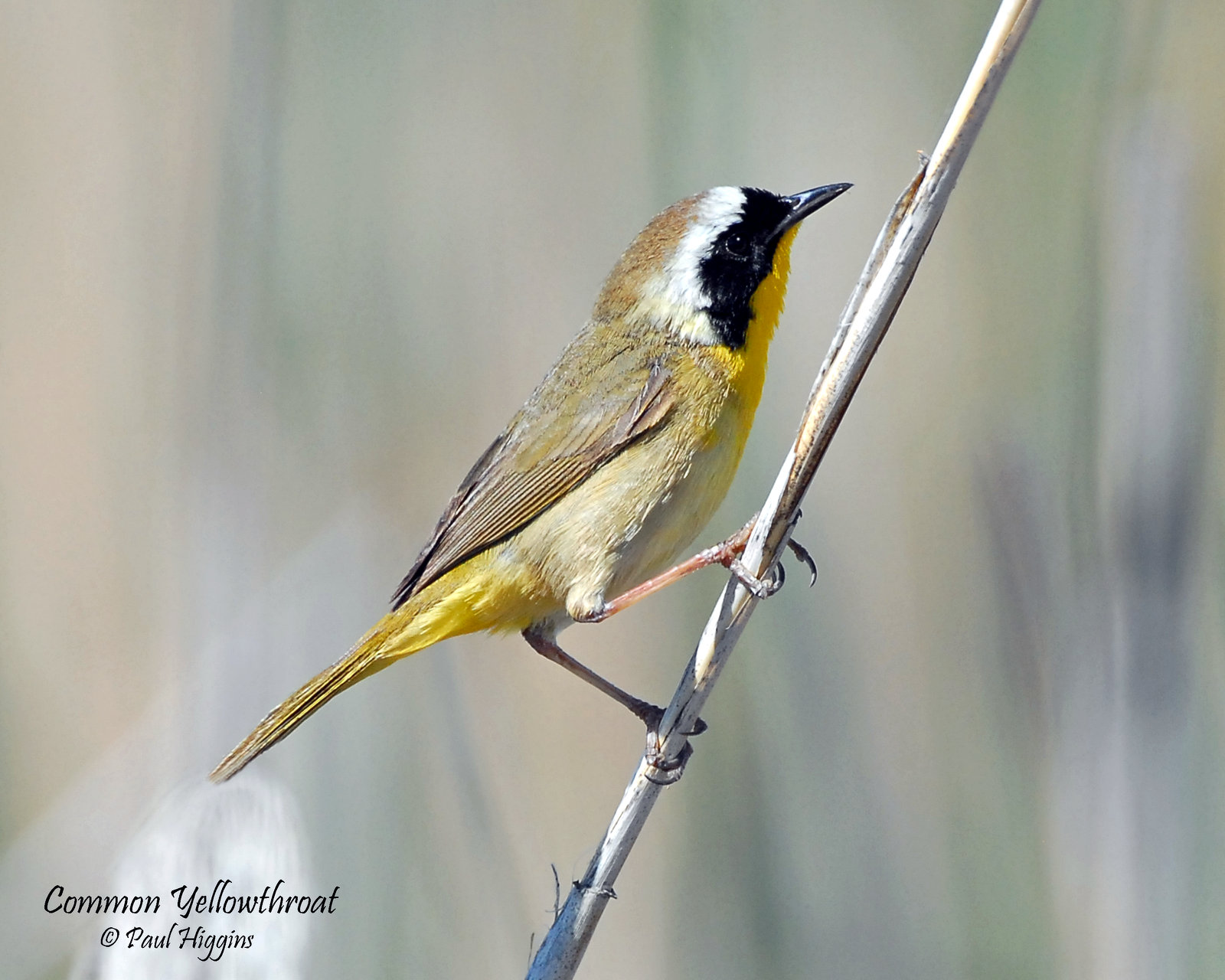 Yellowthroat, Common