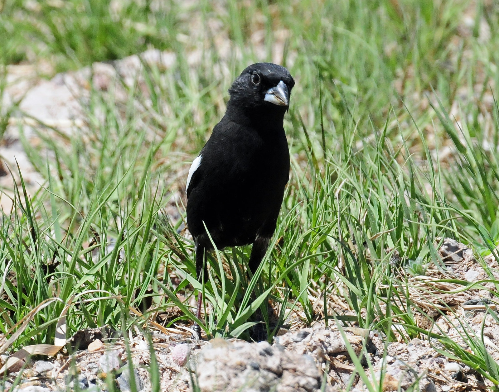 Bunting, Lark