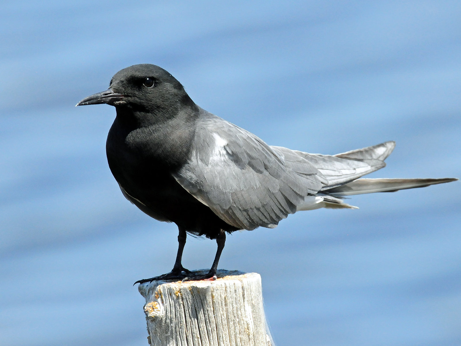 Tern, Black