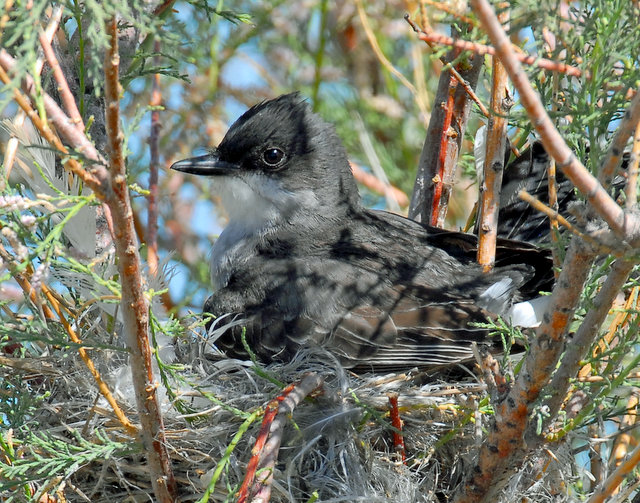 Kingbird, Eastern