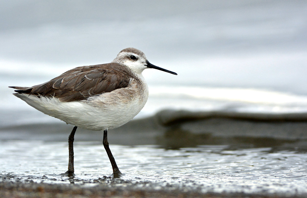 Phalarope, Wilsons (1st Year)