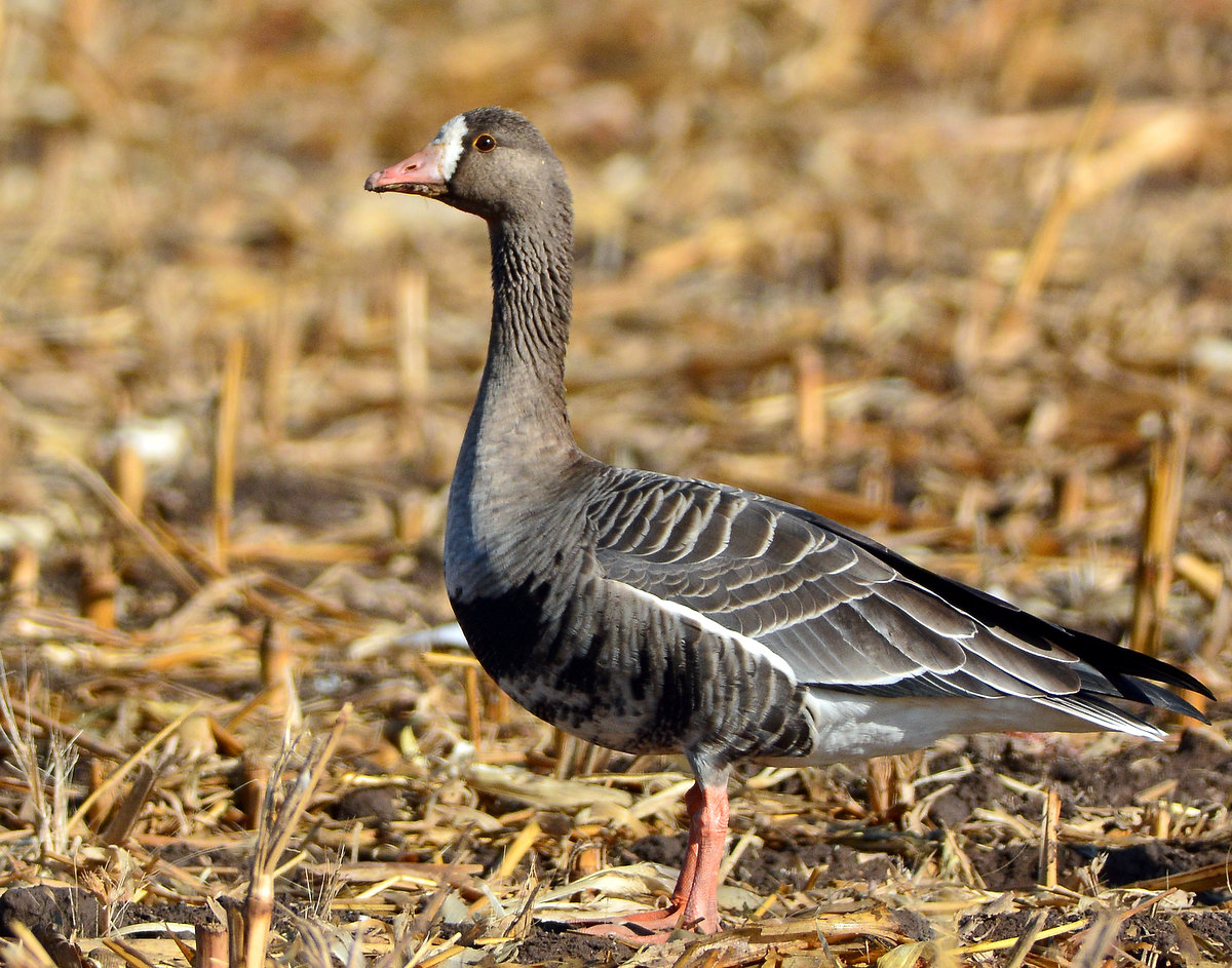 Geese, Greater White-fronted