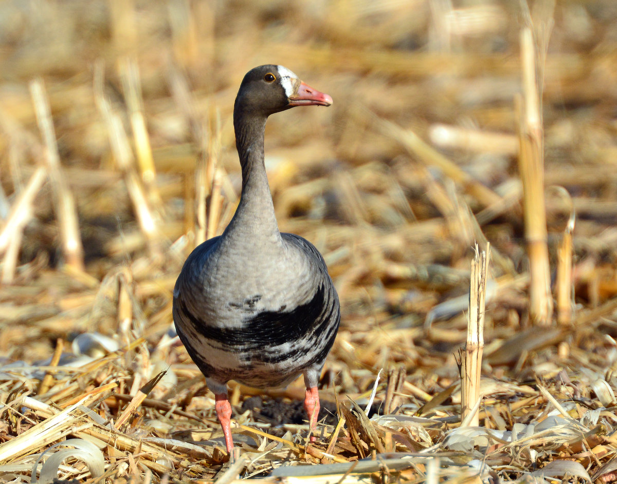 Geese, Greater White-fronted