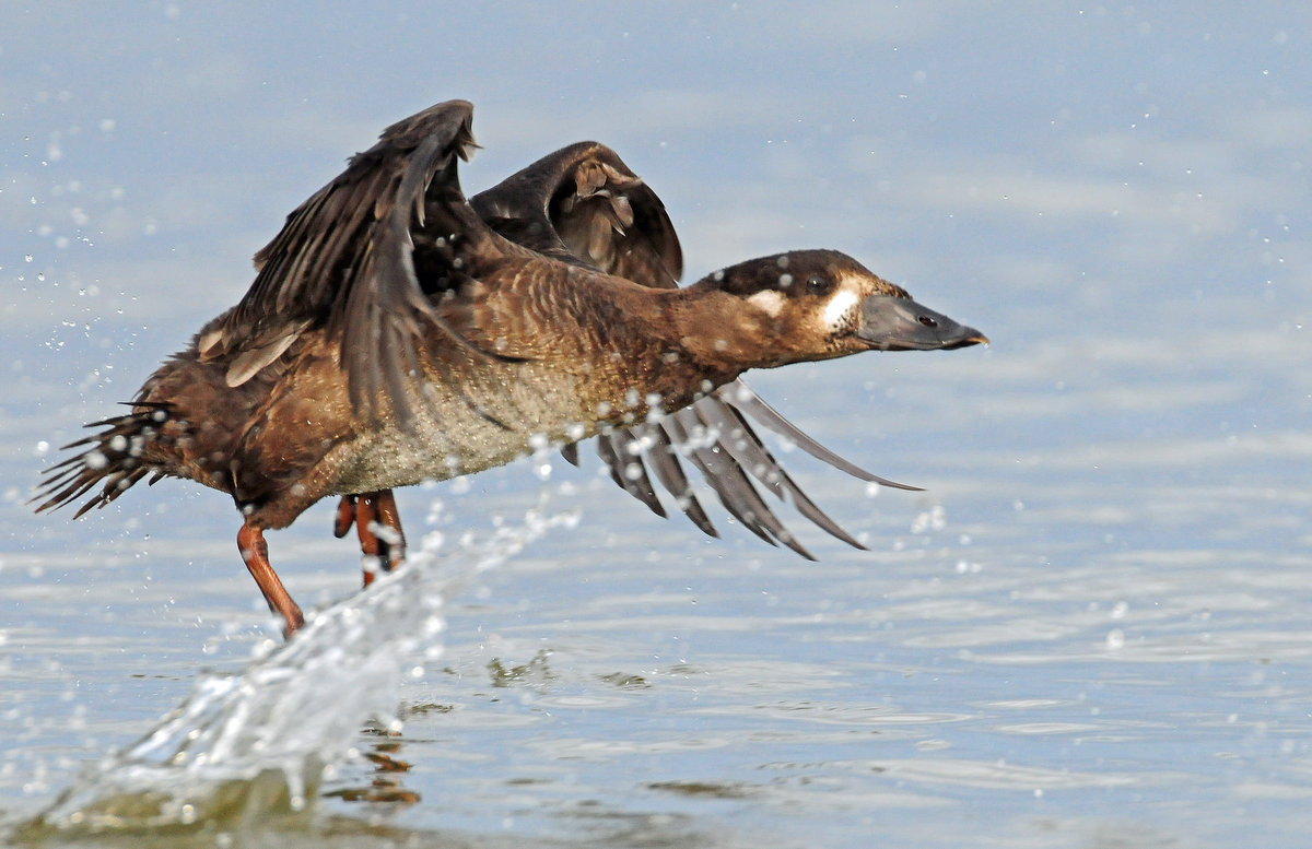 Scoter, Surf