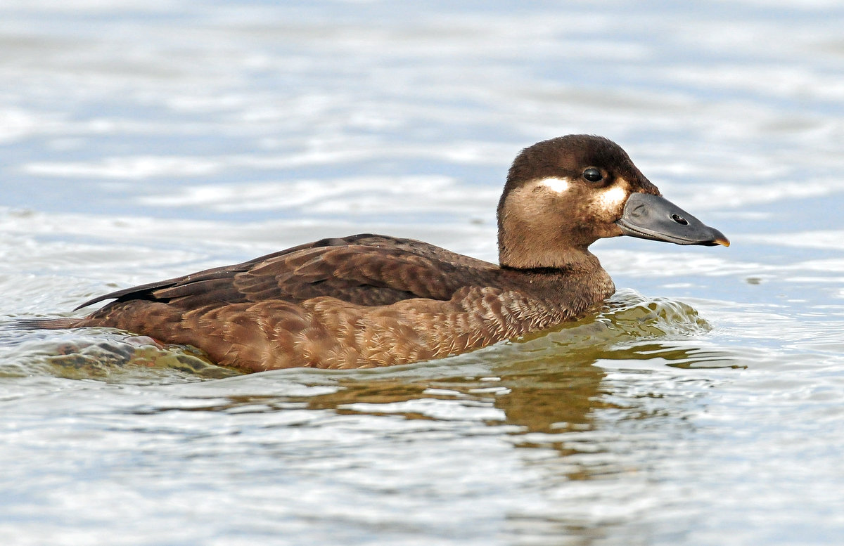 Scoter, Surf