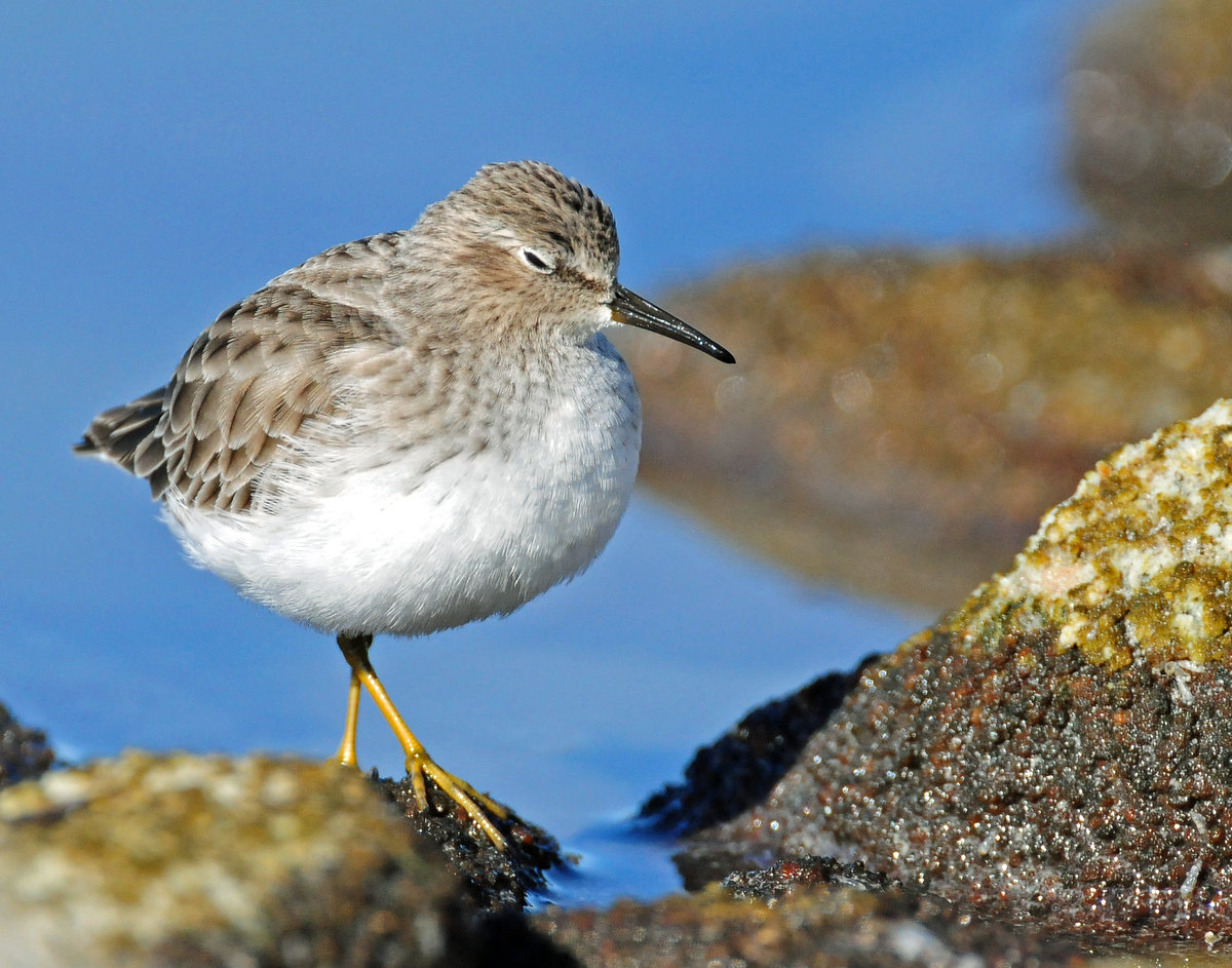 Sandpipers Least