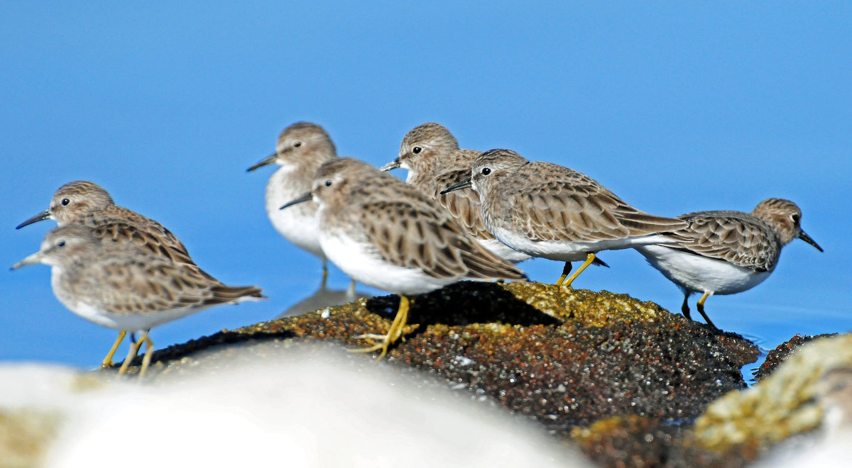 Sandpipers Least
