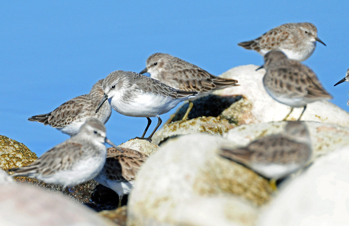 Sandpiper, Western