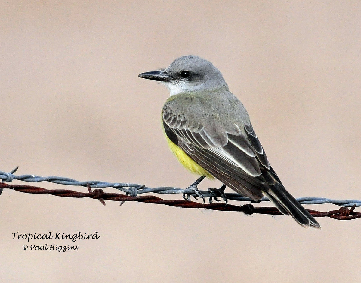 Kingbird, Tropical