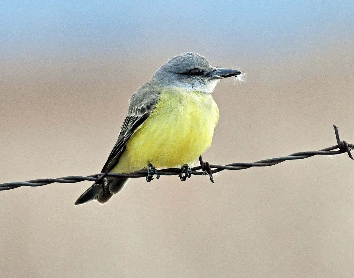 Kingbird, Tropical