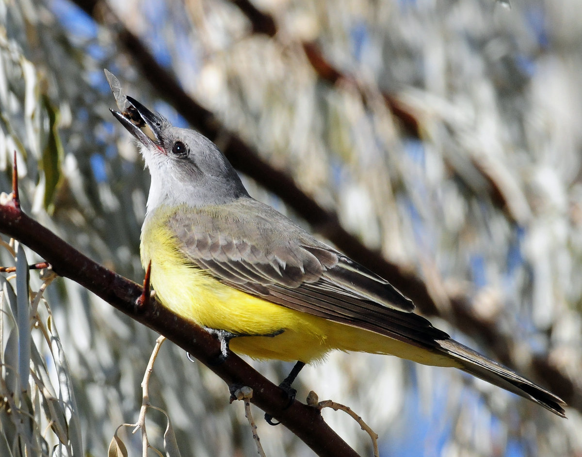 Kingbird, Tropical