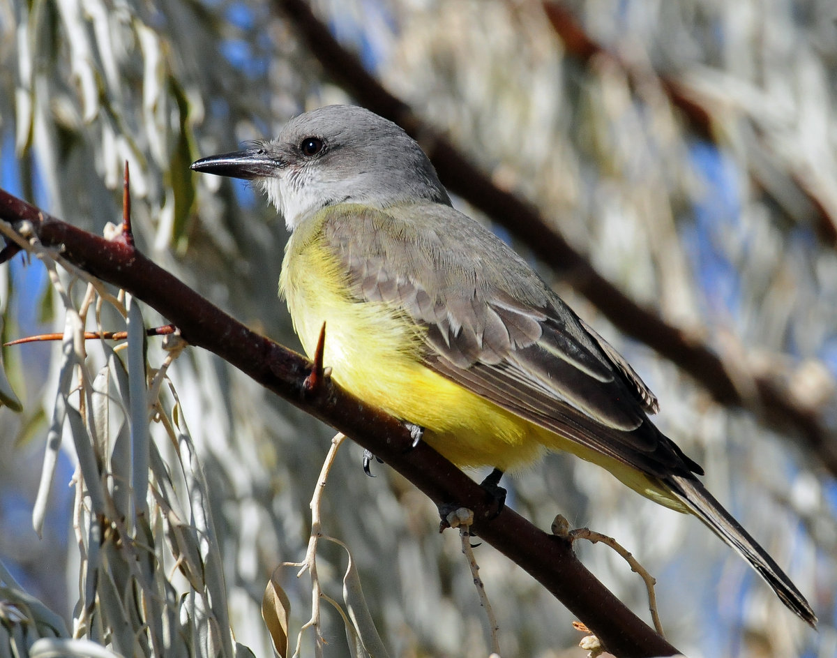 Kingbird, Tropical