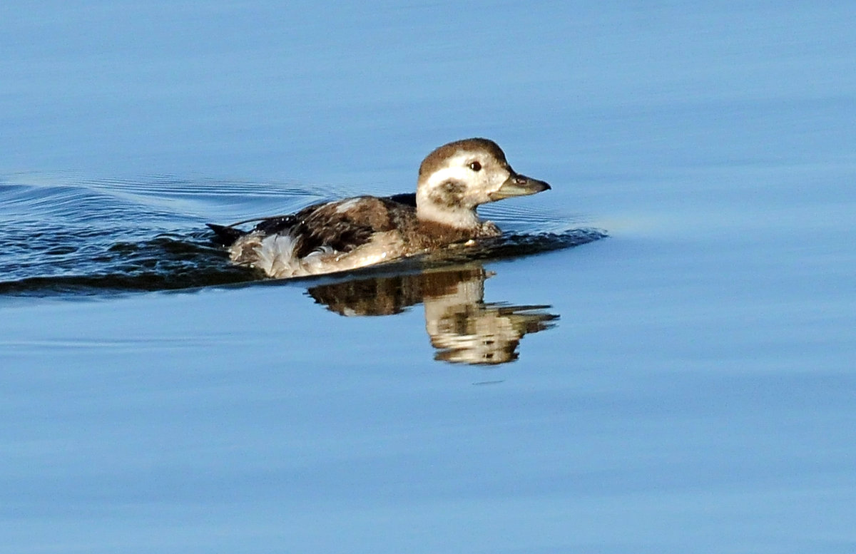 Ducks, Long-tailed