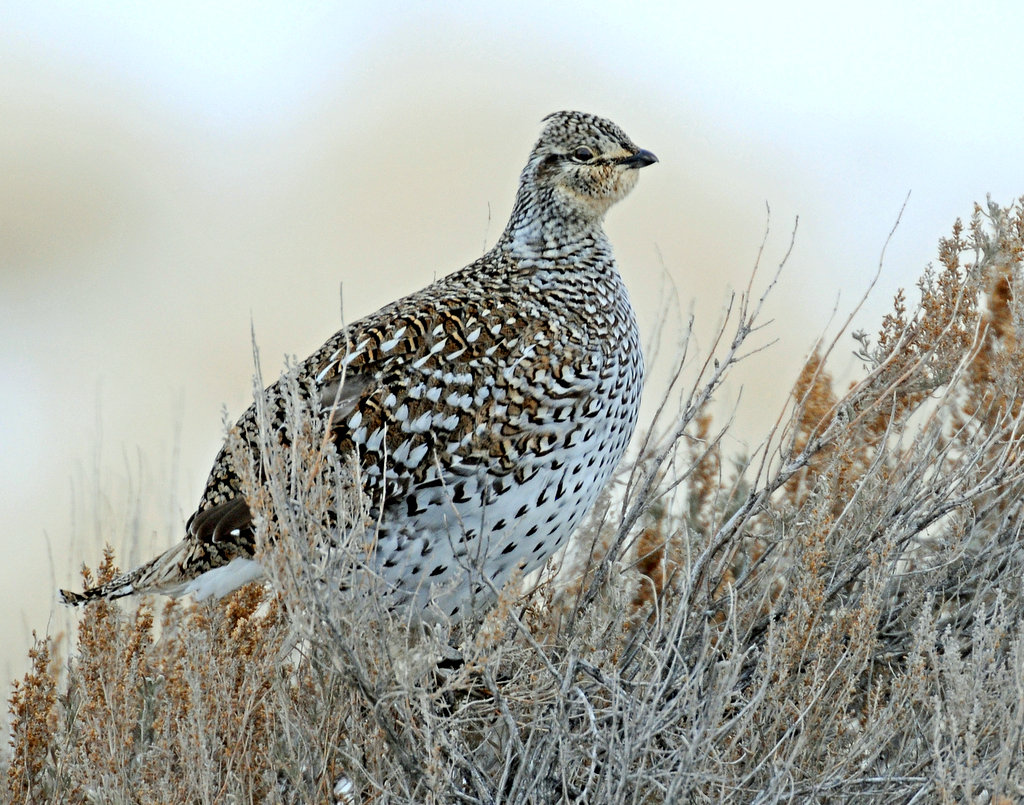 Grouse, Sharp-tailed