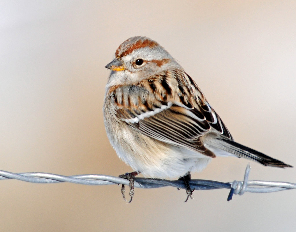 Sparrow, American Tree