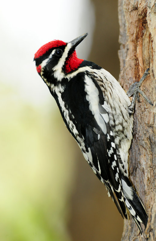 Red-napped Sapsucker