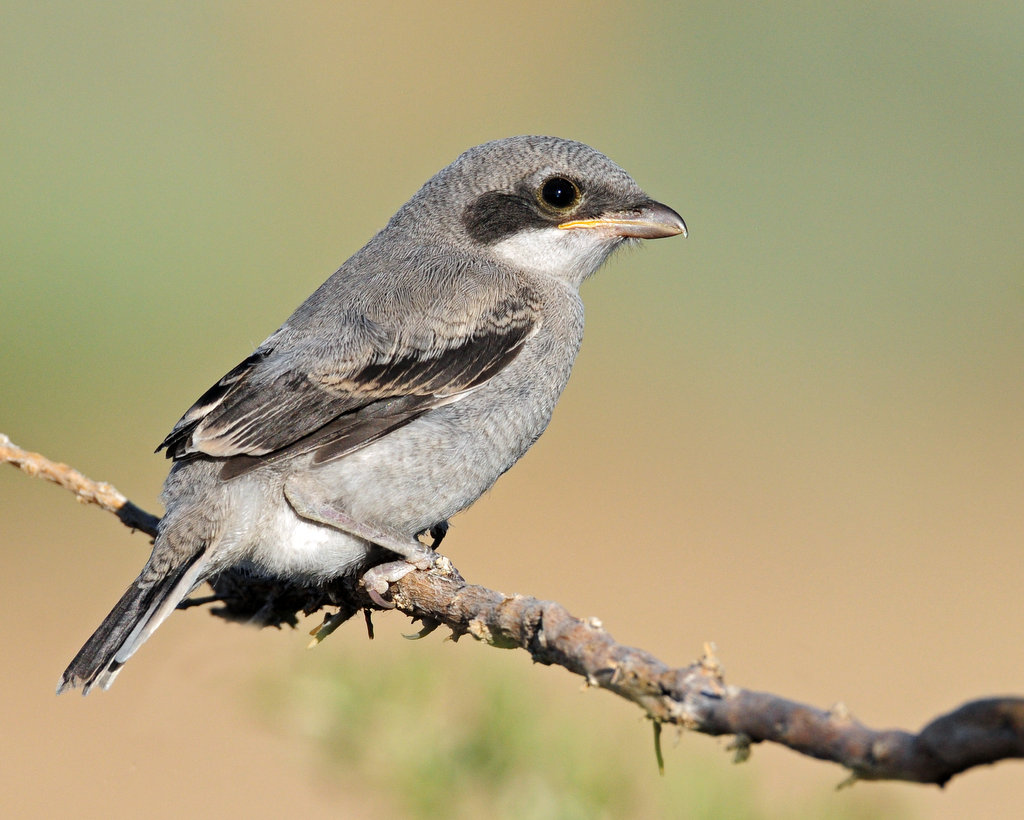 Shrike, Loggerhead (Fledgling)