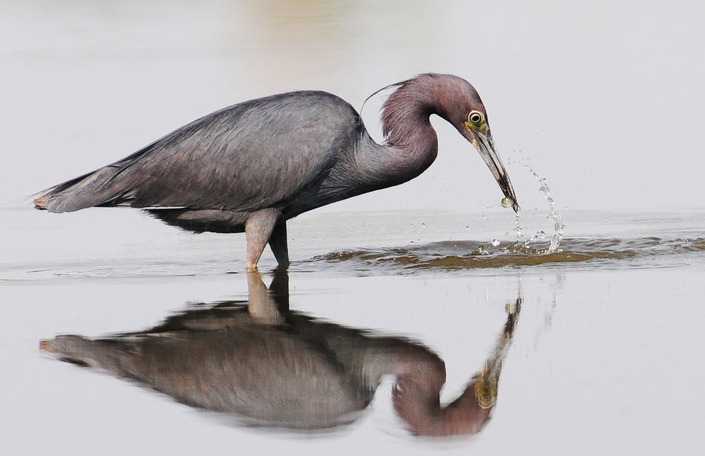 Little Blue Heron