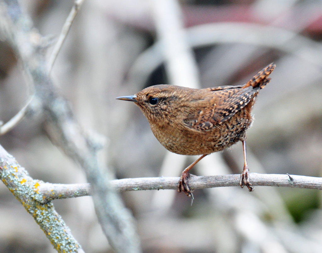 Wren, Pacific