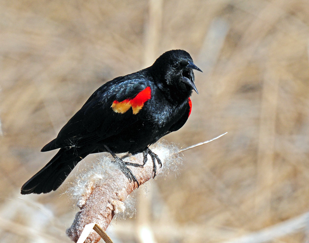 Blackbird, Red-winged