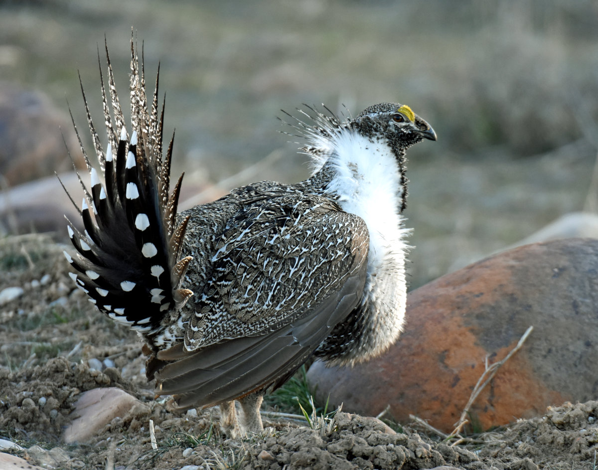 Greater Sage Grouse