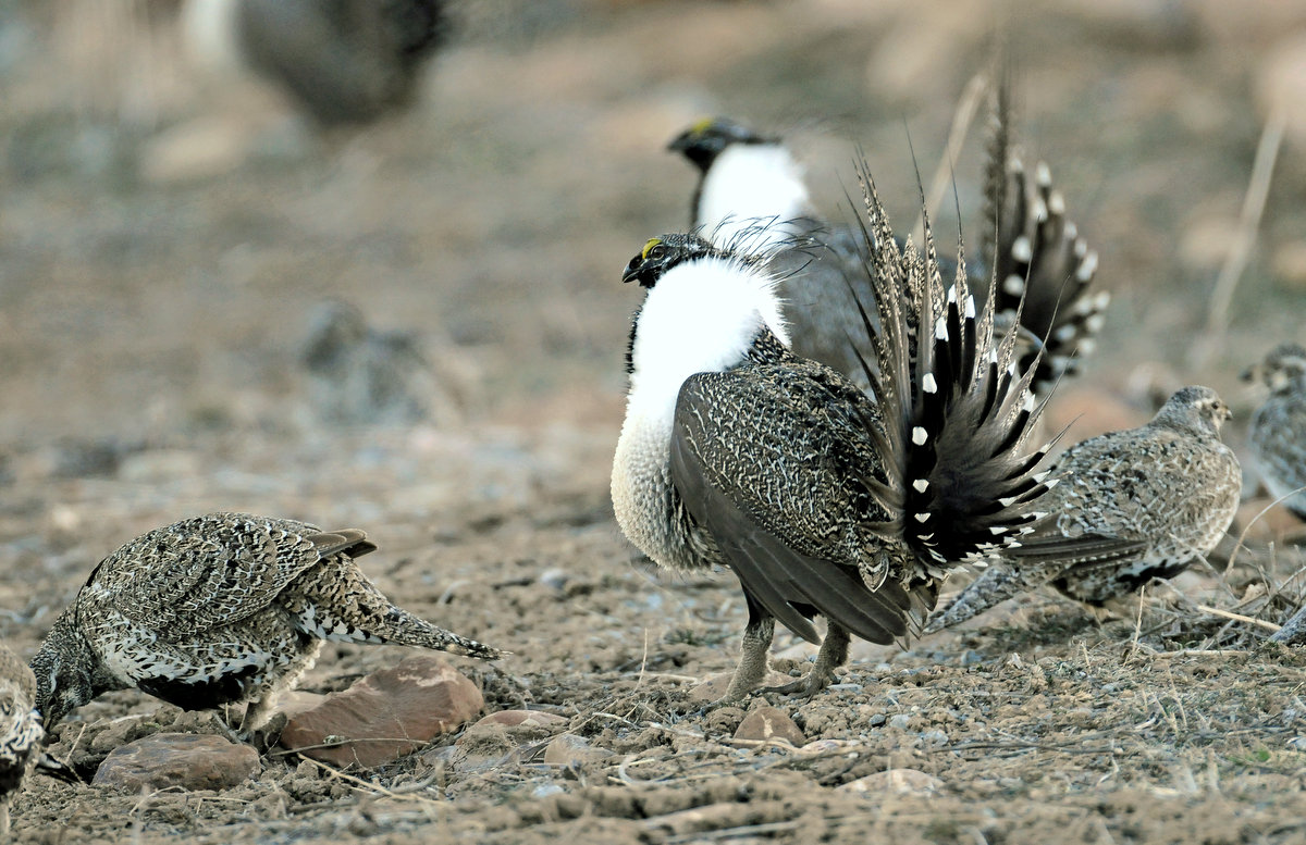 Greater Sage Grouse