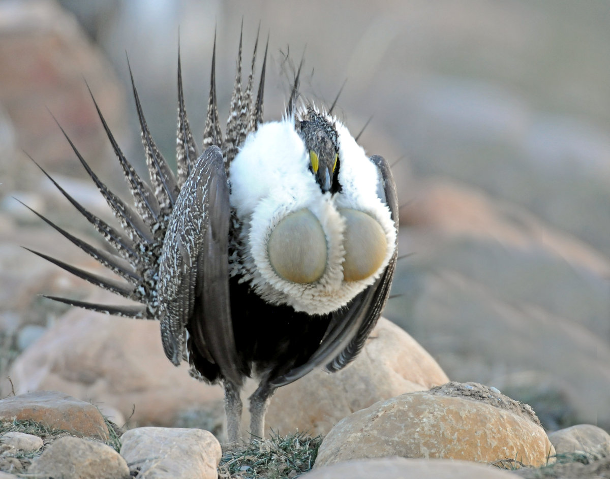 Greater Sage Grouse