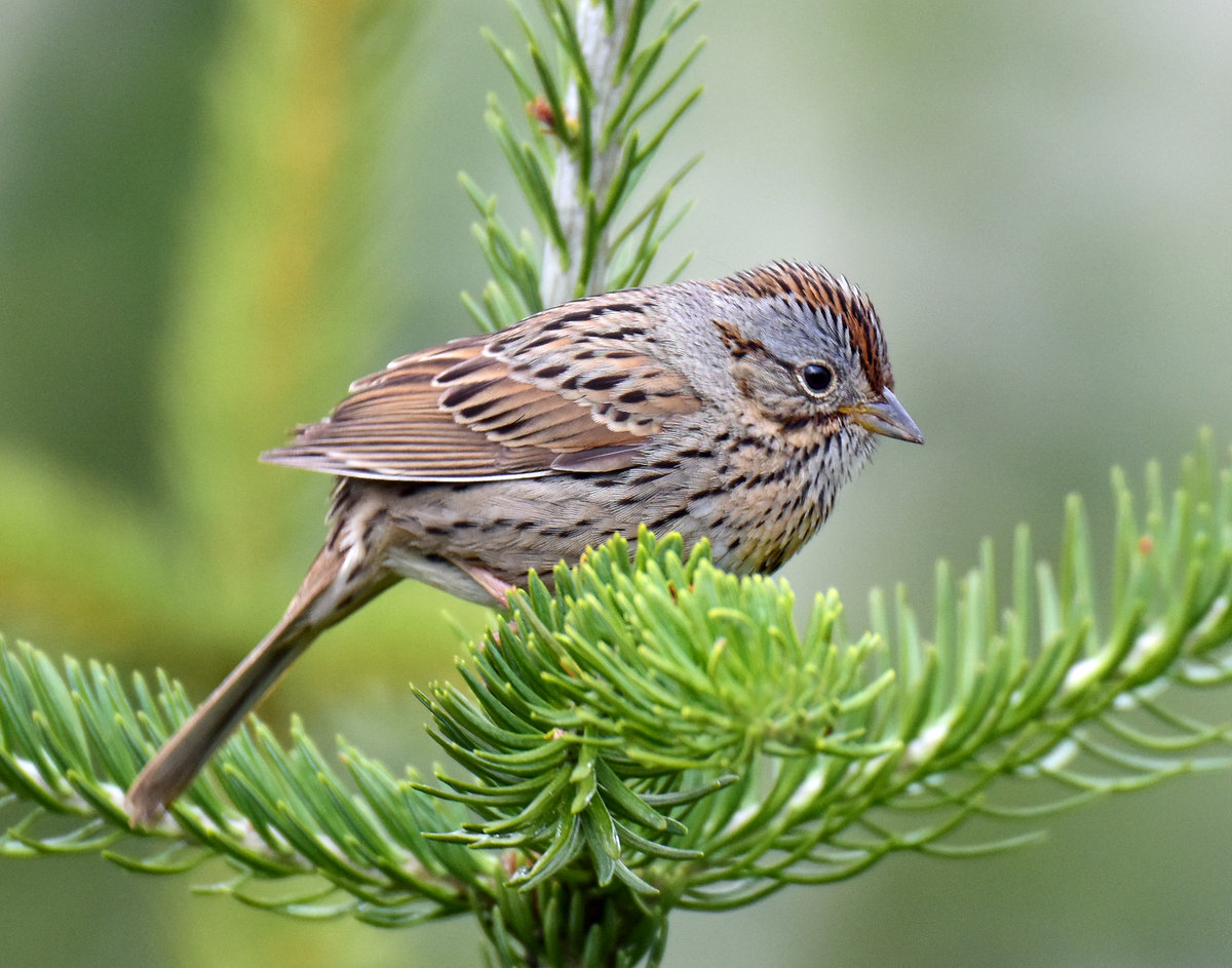 Sparrow, Lincolns