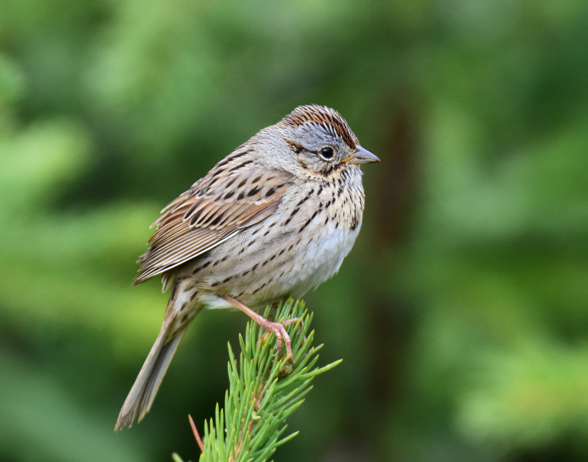 Sparrow, Lincolns