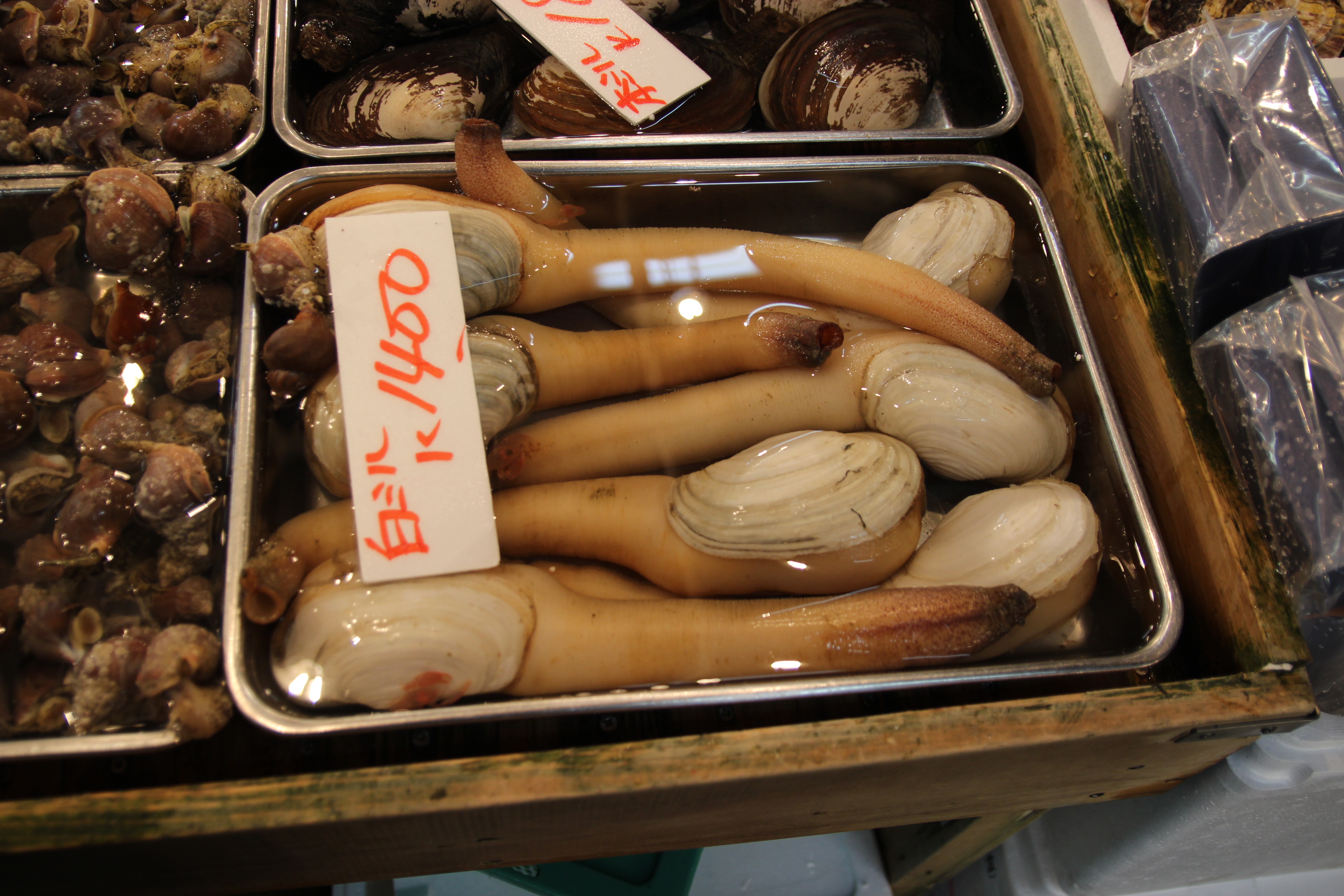 Fish511_Muscles