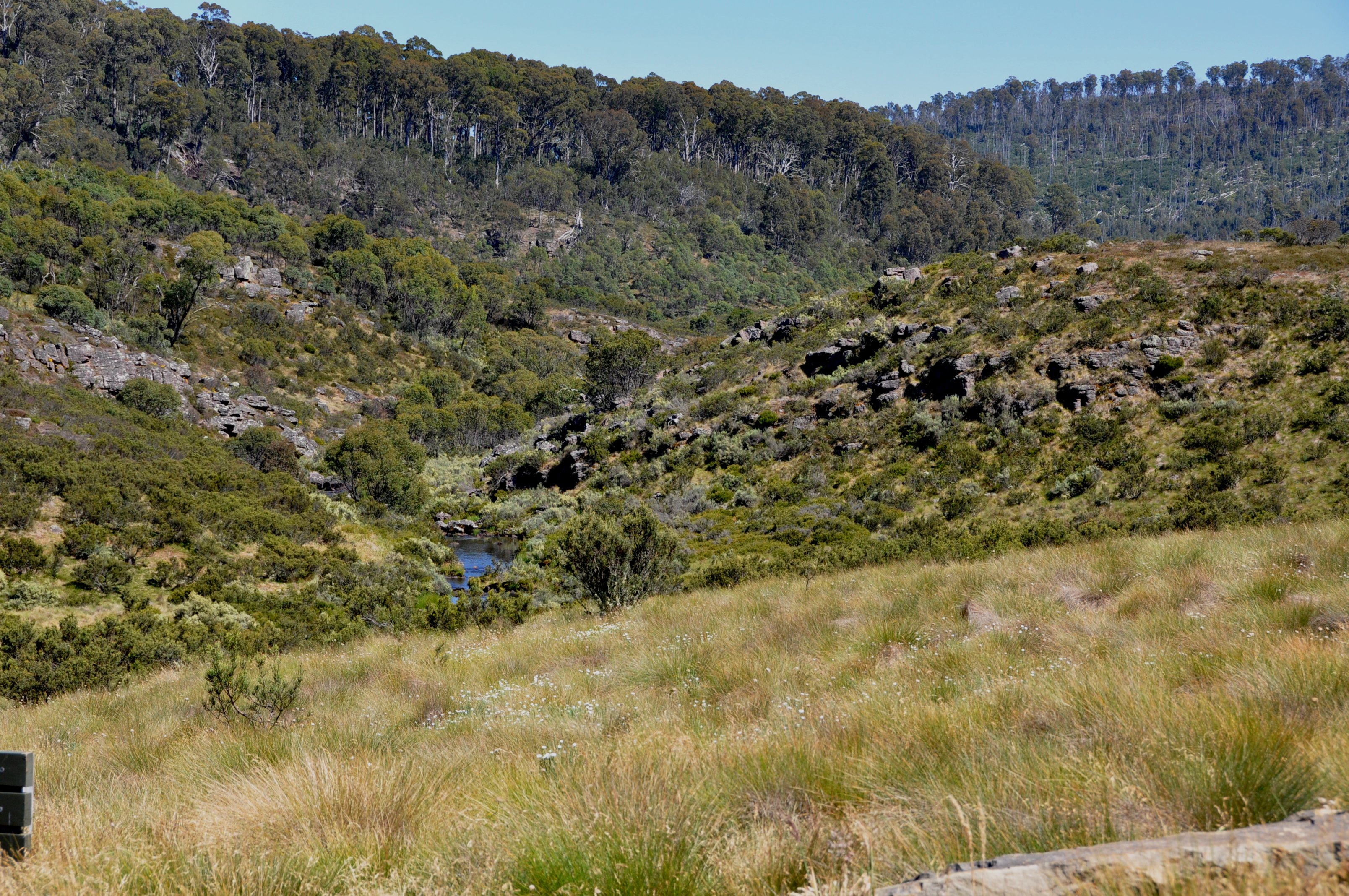 Near the junction of Dingo Hill Track and the Tamboritha Road.