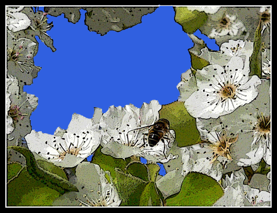 Bumble bee in pear blossoms
