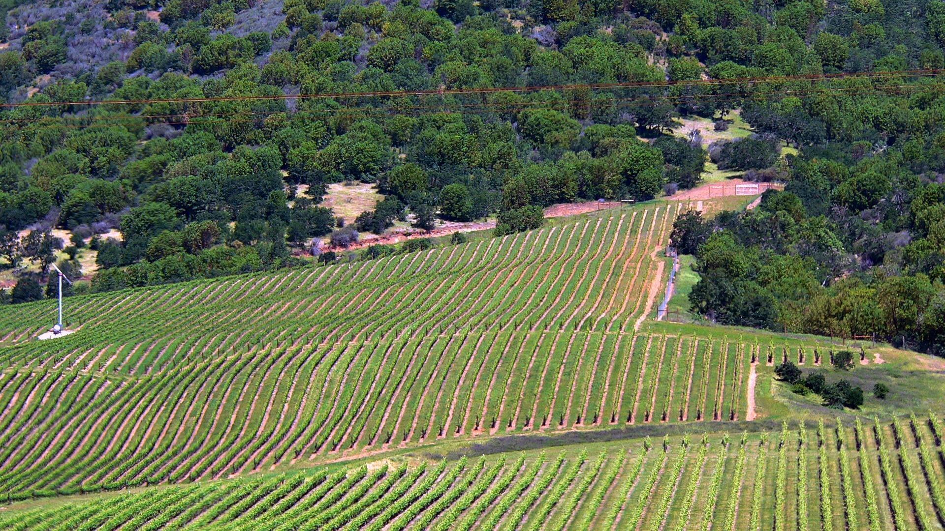 Del Rio Vineyard toward hills