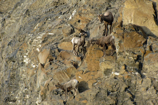 Chvres des montagnes Rocheuses - Rocky Mountain Goats