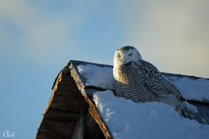 Harfang des neiges - Snowy Owl 