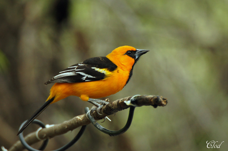 Oriole  gros bec - Altamira Oriole