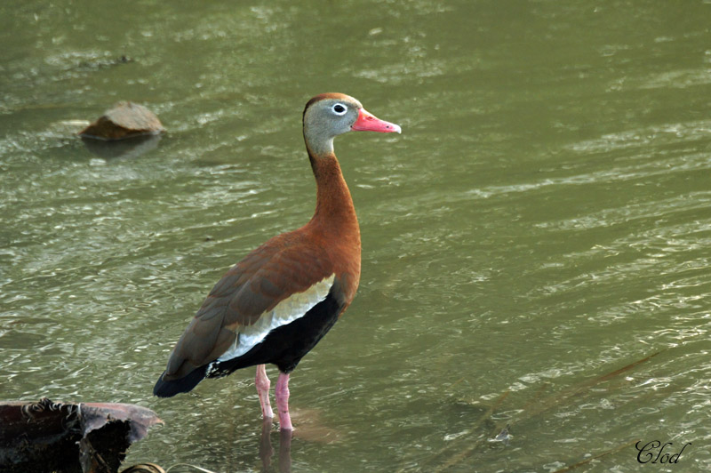 Dendrocygne  ventre noir - Black-bellied Whistling Duck