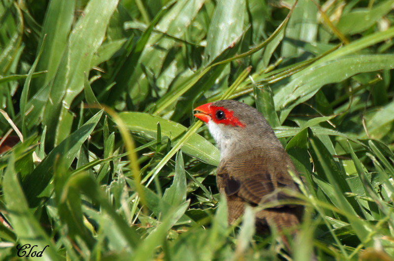 Astrild ondul - Common Waxbill