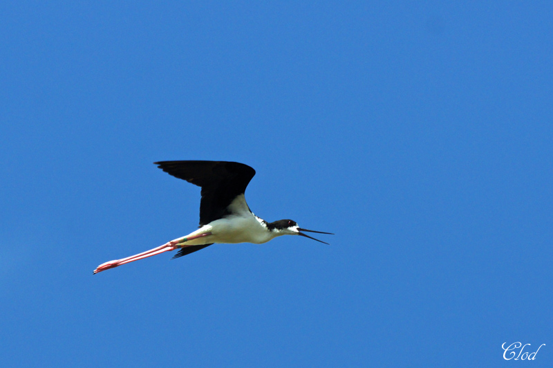 chasse dAmrique - Hawaian Stilt 
