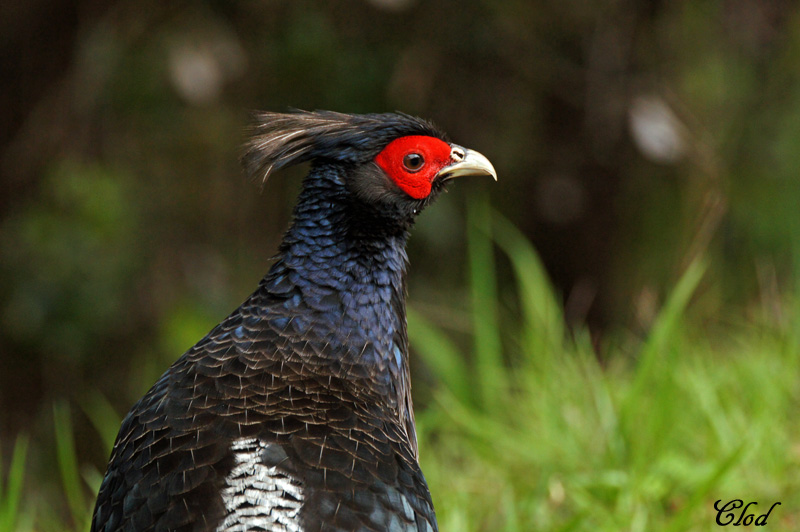 Faisan leucomle - Kalij Pheasant