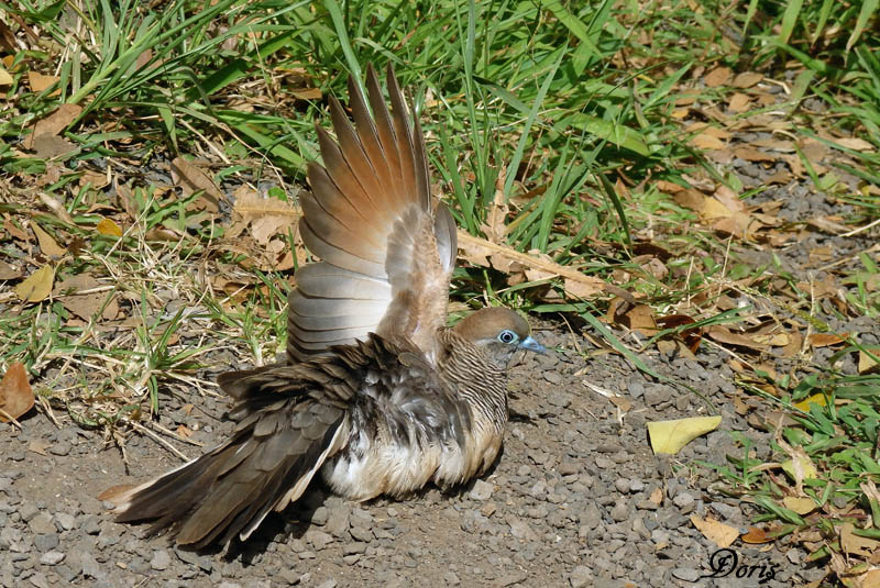 Goplie zbre - Zebra dove