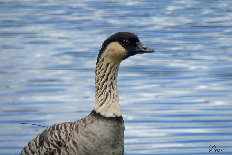 Bernache nn - Hawaiian Goose