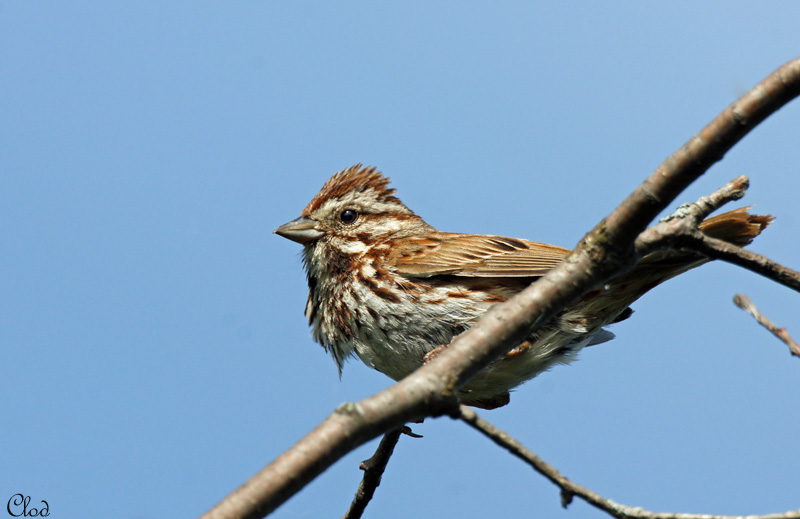 Bruant chanteur - Song Sparrow