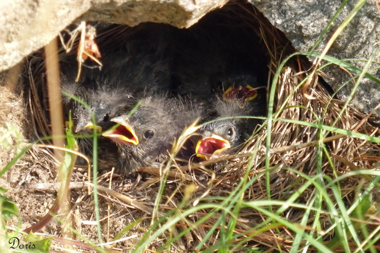 Juncos ardois  - Dark-eyed Junco