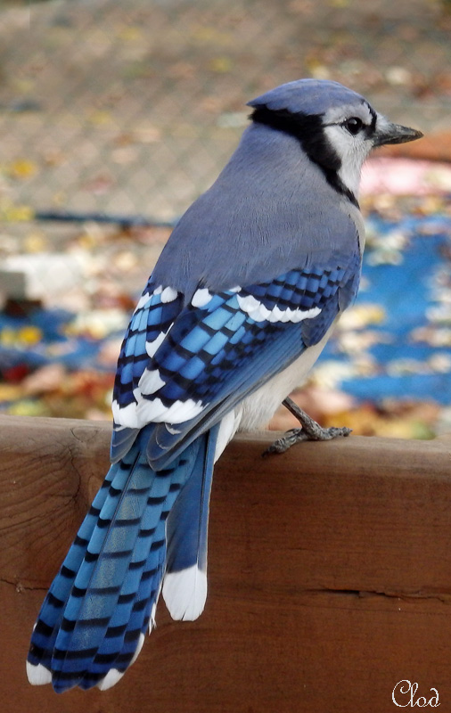 Geai bleu - Blue Jay