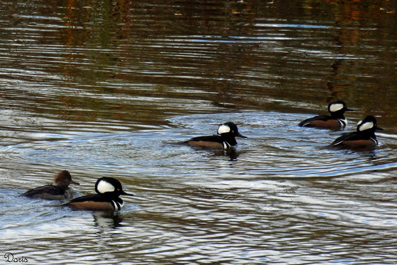 Harles couronn - Hooded Merganser